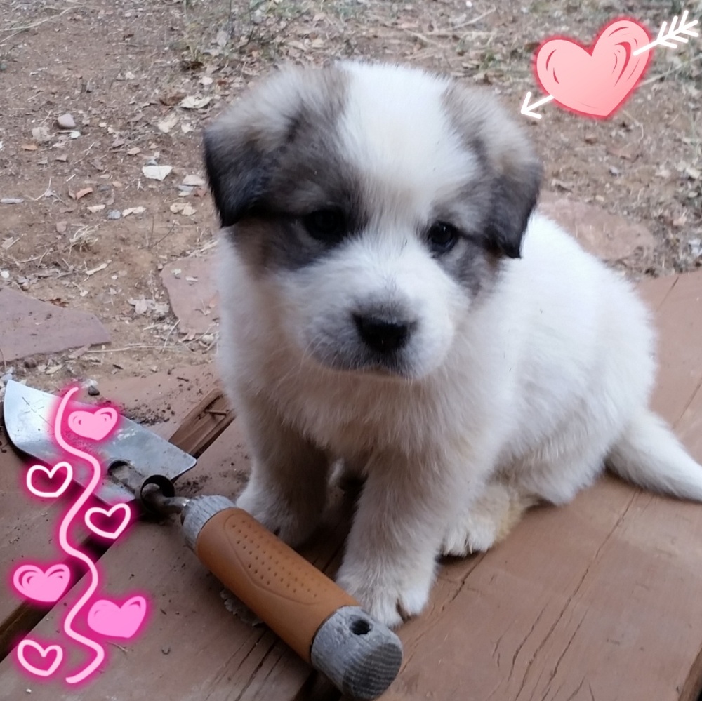 Meet your Posher, Jen